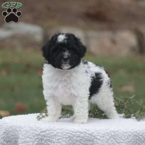 Dixie, Maltipoo Puppy